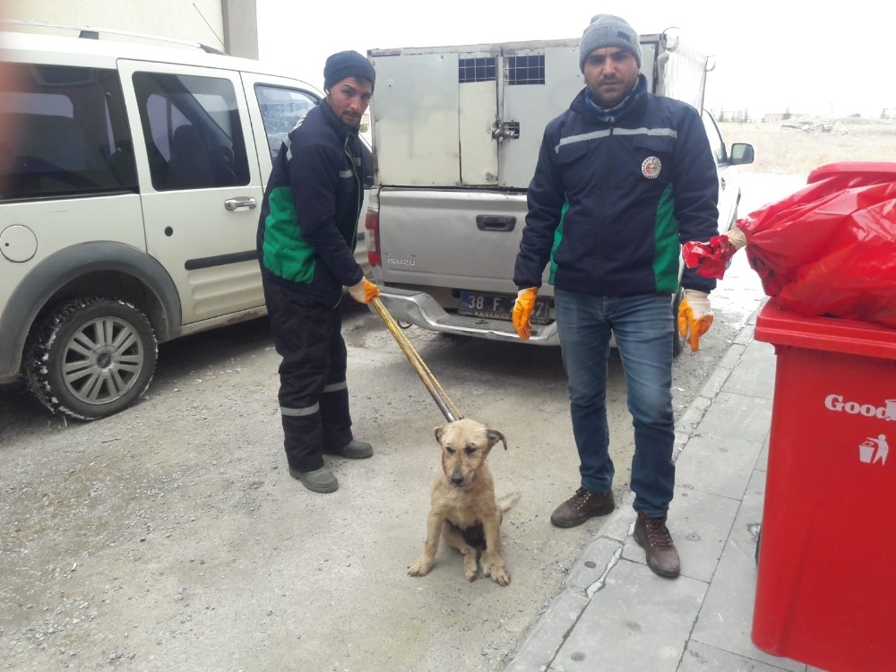Aracın çarptığı köpek Hayvan Hastanesi’nde tedavi altına alındı 