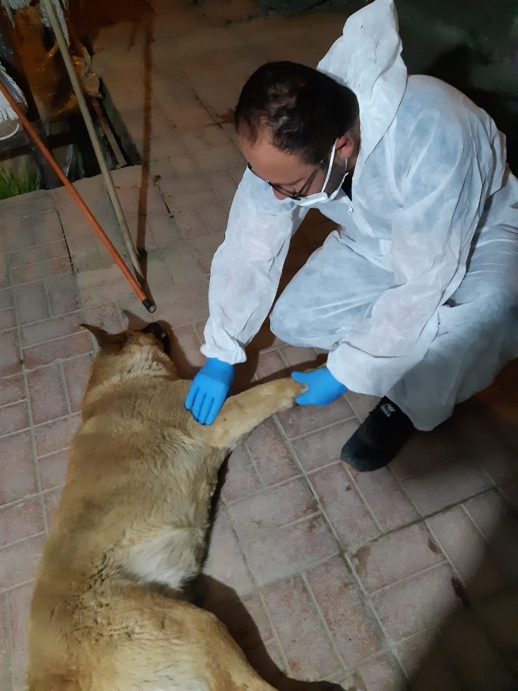 Aracın çarptığı köpek tedavi altına alındı 