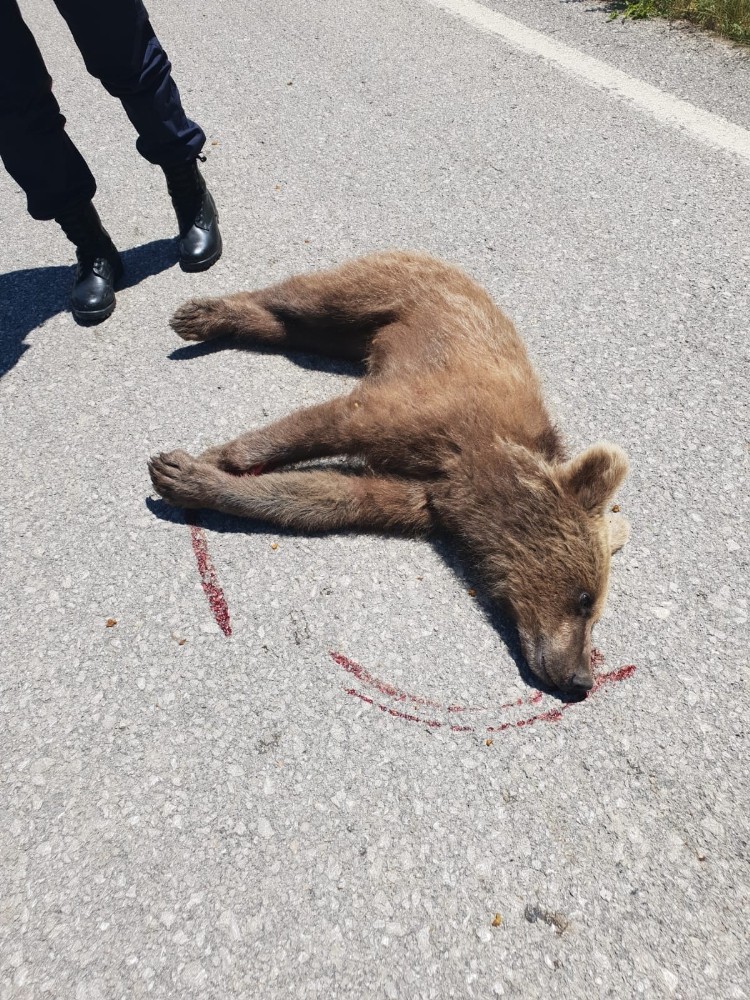 Aracın çarptığı yavru ayı öldü 