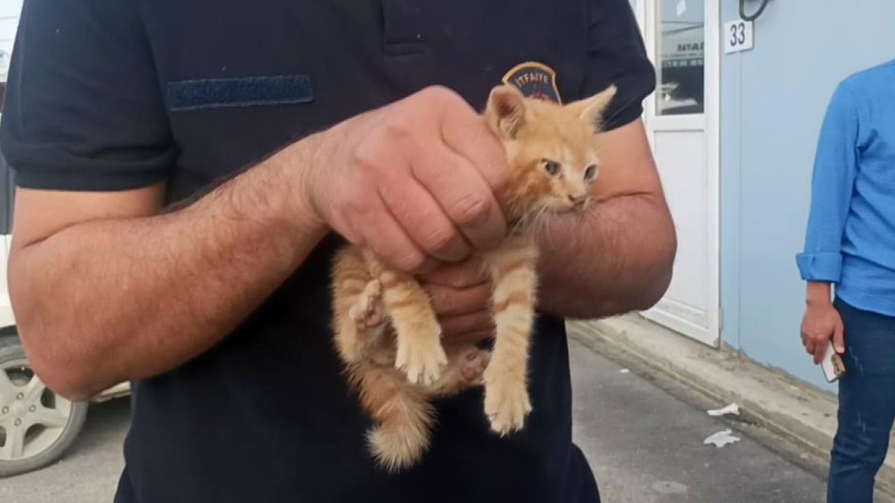 Aracın motoruna giren yavru kedi bakın nasıl kurtarıldı
