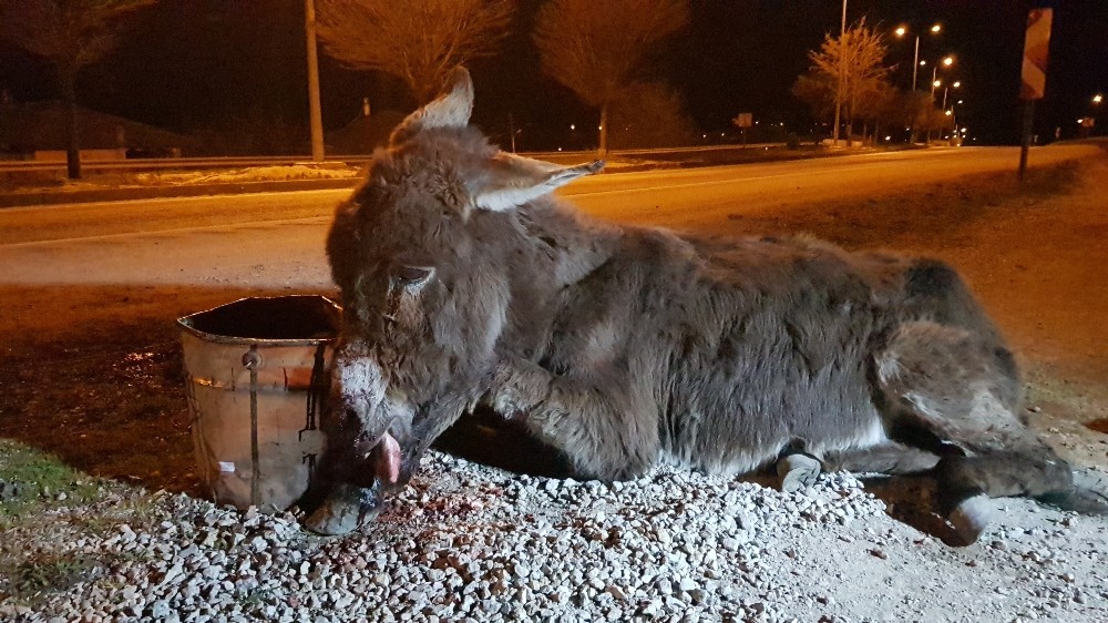 Aracıyla çarpıp kaçtığı eşeği ölüme terk etti 
