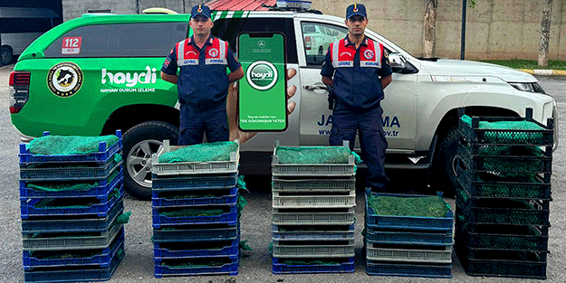 Araçtan çıkanlar ağızları açık bıraktı: 300 kg kurbağa!