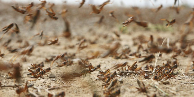  Kırgızistan’da Çekirge istilası oldu! Çekirge istilası Kur'an'da geçiyor mu?