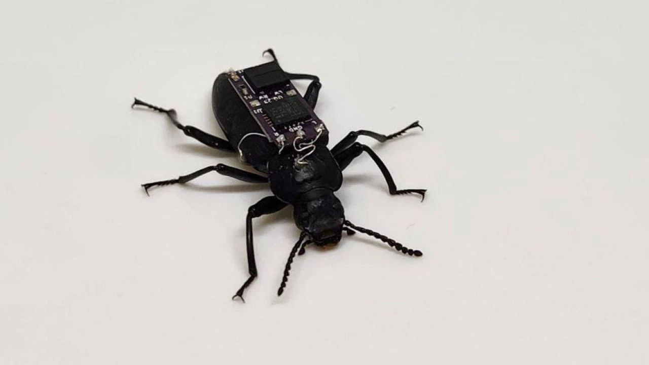 Arama kurtarma çalışmalarında devrim: Sırt çantalı böcekler!