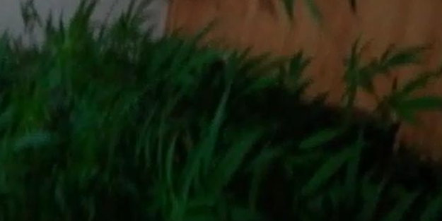 Aranan cezaevi firarisi uyuşturucu serasında yakalandı!