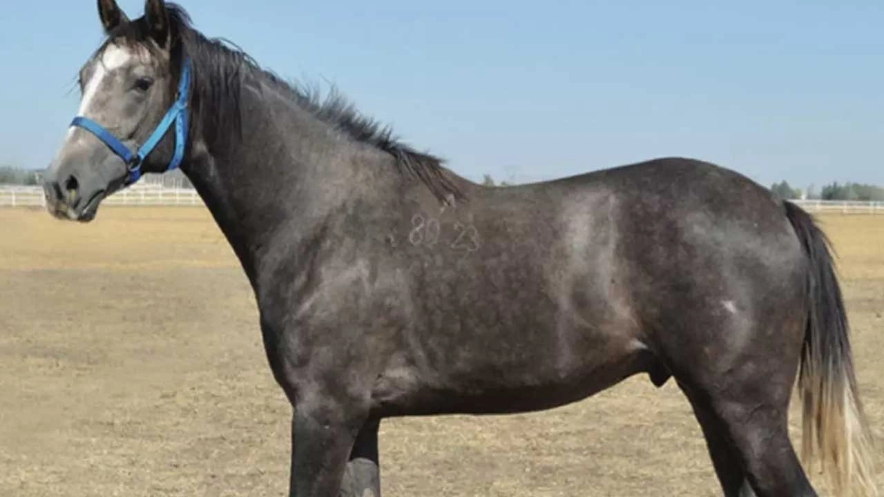 Arap tayına rekor fiyat! İnanılmaz rakam