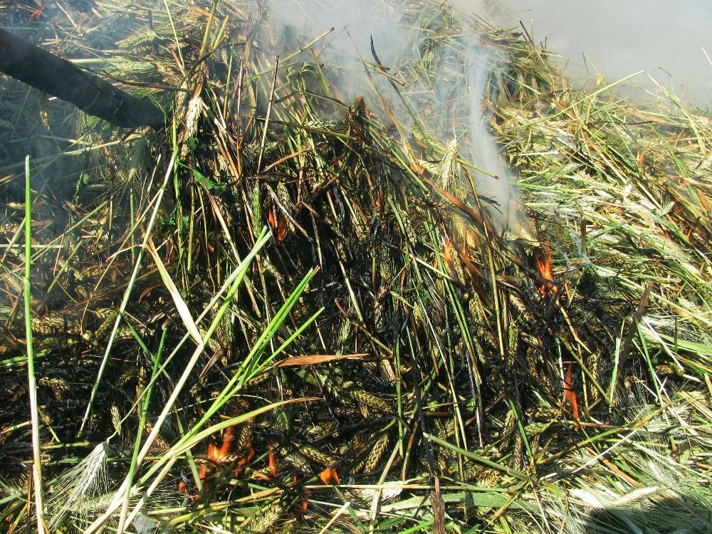 Arap ülkelerinin tutkusu ’firik’te hasat başladı 