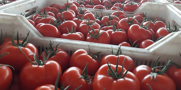 Arap ülkesi sebze fiyatları patlayınca ihracatı yasakladı! Fiyatlar yarı yarıya indi