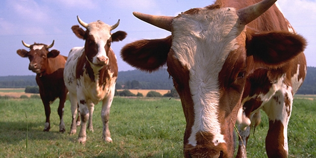Araplar Türkiye'ye akın edecek