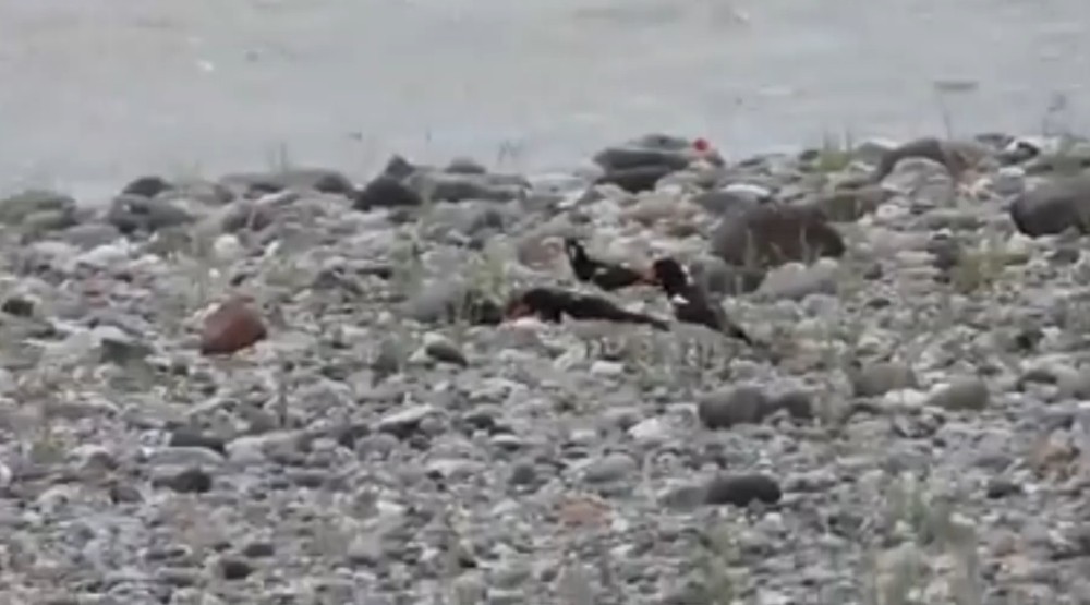Aras Nehri poyraz kuşları ile cıvıl cıvıl 