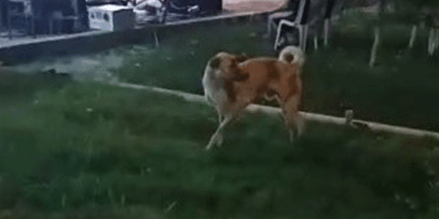 Arasanız bulamazsınız! Siz hiç böyle köpek gördünüz mü?