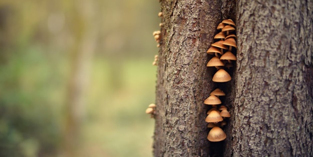 Araştırma: Mantarlar buna yardımcı oluyor