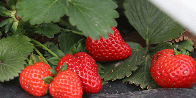 Araştırma meyvesini verdi! 250 bin lira yatırdı sonuç müthiş