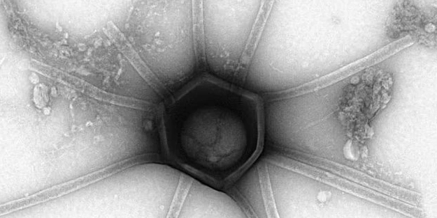 Araştırmacılar, dünyada daha önce keşfedilmemiş bir tür keşfetti! Görüntüleri ele alındı! Şaşkına çevirdi