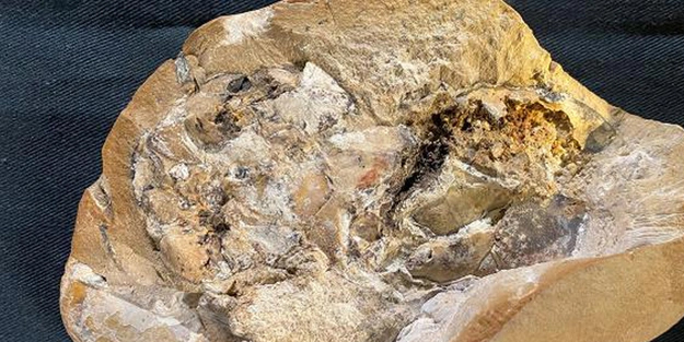 Araştırmacılar dünyanın en eski kalbine sahip fosil buldu! Tam 380 milyon yıllık