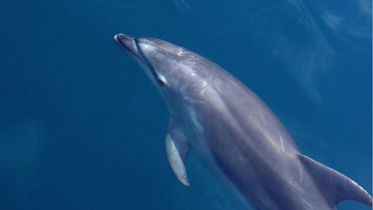 Araştırmacılar şaşkın: Yunus kendi kendine konuşmaya başladı! Herkes yok artık diyor!