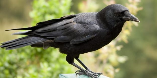 Araştırmacılar şaştı kaldı! 4 aylık karganın zekası...