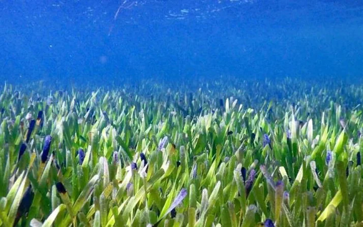 Araştırmacılar tesadüfen rastladı! Yok artık daha neler