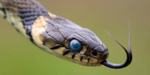 Araştırmacılar Vietnam’da yeni yılan türü keşfetti!