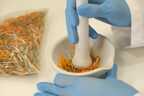 Araştırmalar tamamlandı! Bu bitki adeta şifa dağıtıyor