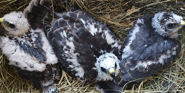 Arazide bulunan kartal yavrular korumaya alındı