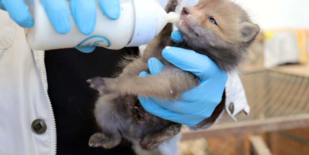 Arazide bulunan tilki yavruları koruma altına alındı
