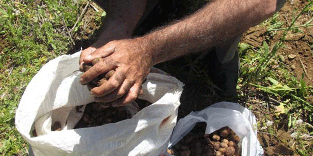 Araziye dalıp önüne geleni topladı sonrasında ise ‘yandım’ dedi ama kurtulamadı!