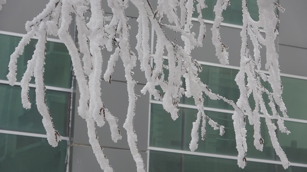 Ardahan -23 dereceyle buz tuttu!