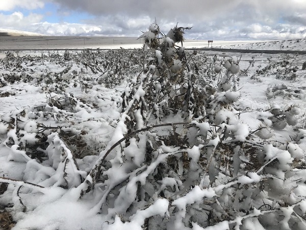 Ardahan beyaza büründü