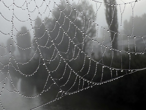 Ardahan sise teslim oldu