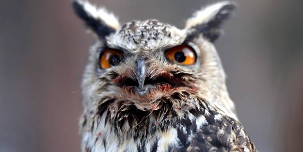 Ardahan Valisi, tedavisi tamamlanan puhu kuşunu doğaya saldı