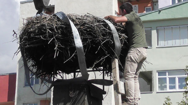 Ardahan'da 54 senelik leylek yuvası böyle taşındı