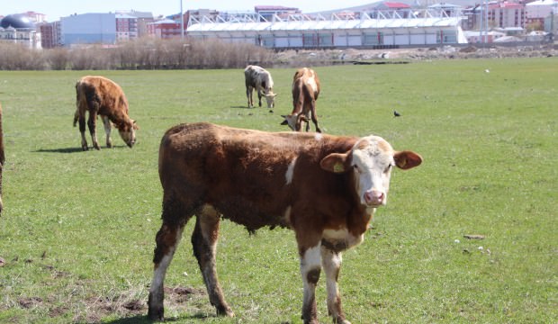 Ardahan’da çiftçiyi kuraklık tedirginliği sardı