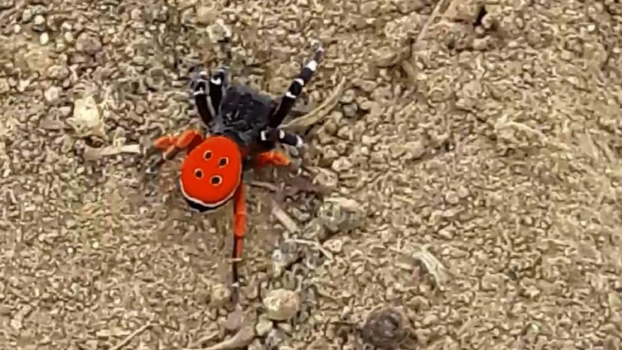 Ardahan’da dev örümcek av anında kameralara yakalandı