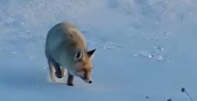 Ardahan'da ilginç olay: Kedi besler gibi tilki besledi
