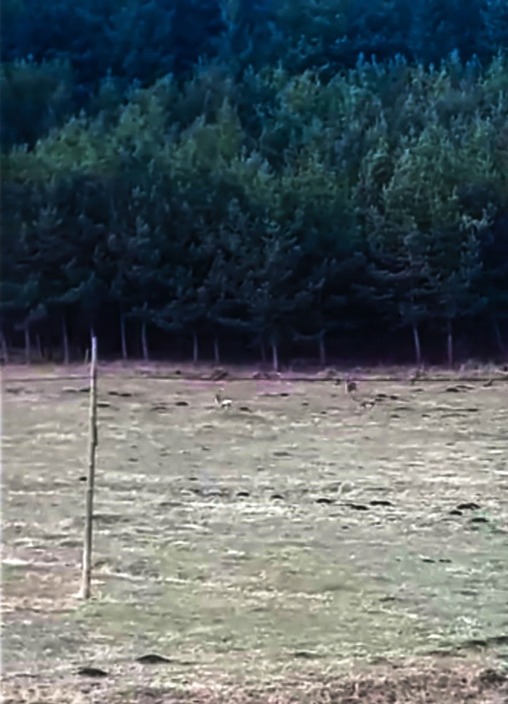 Ardahan’da ormandaki karacalar görüntülendi 