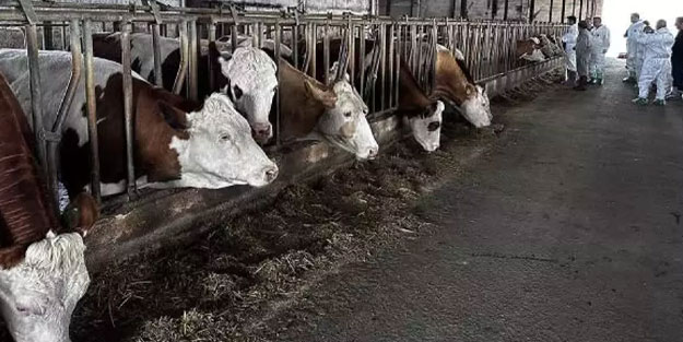 Ardahan'da şap tehlikesi!