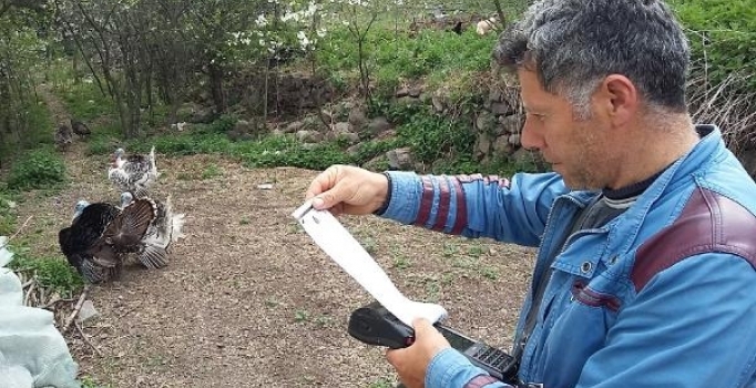 Ardahan'da sayaç okuma görevlisine hindi saldırısı