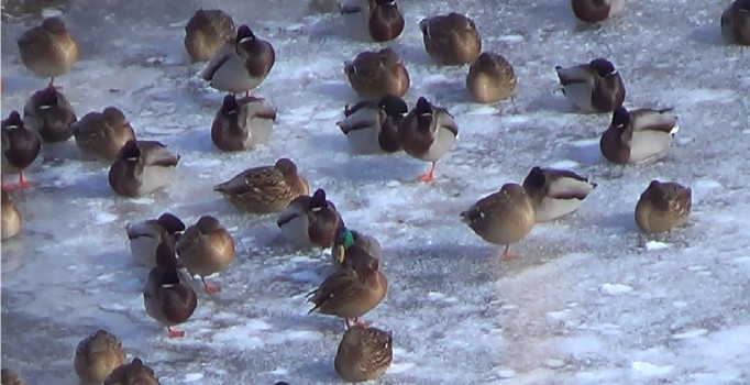 Ardahan'da sıcaklık eksi 21 derece