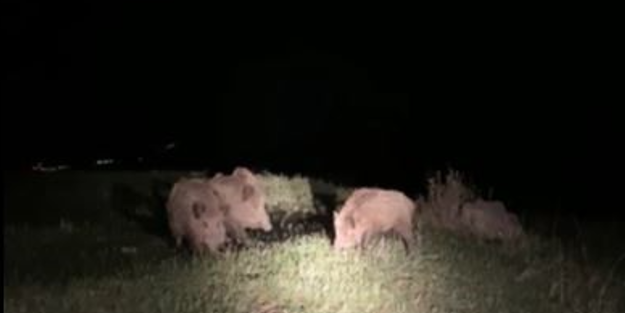 Ardahan'da yaban domuzları tarım arazilerine zarar veriyor