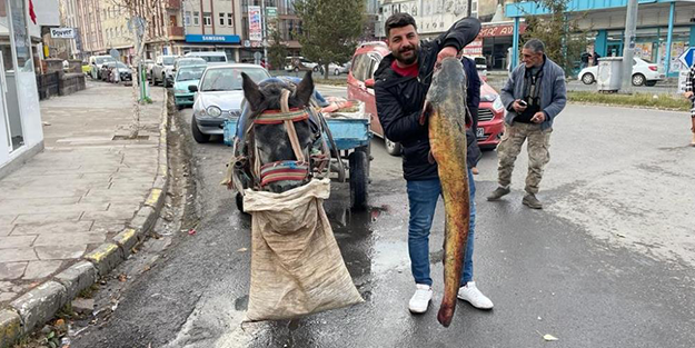 Ardahan'da yakalandı! Boyları 1,5 metreyi aşıyor