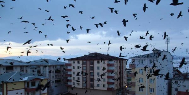 Ardahan'daki karga istilasına ilişkin uzmanından rahatlatan açıklama