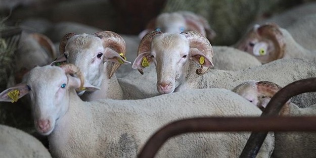 Arefe günü ayın kaçına geliyor? Kurban Bayramı arefesi hangi gün?