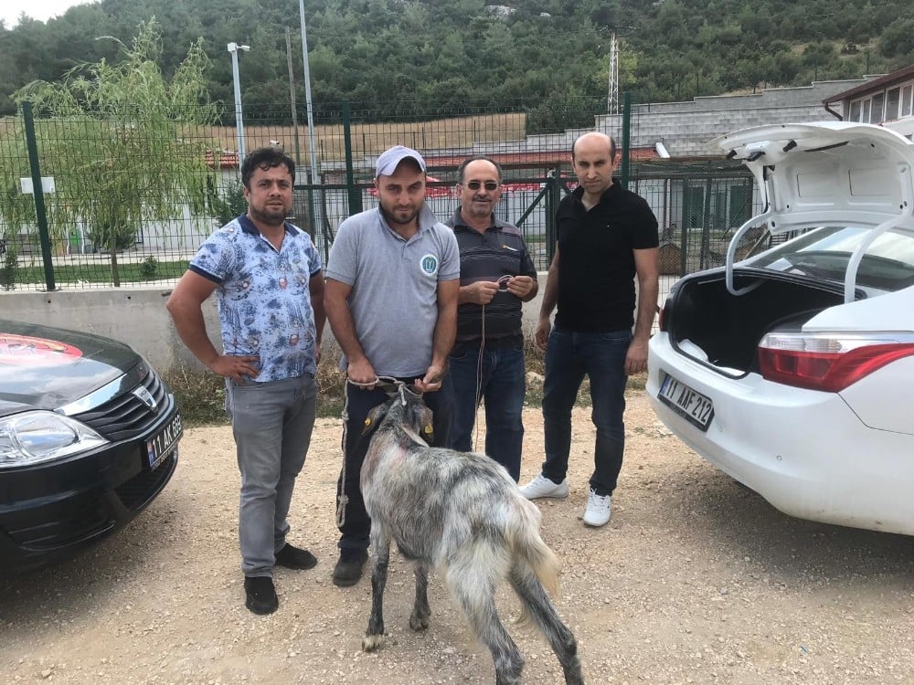 Arefe günü sahibininden kaçan kurbanlık teke bulunarak sahibine teslim edildi 