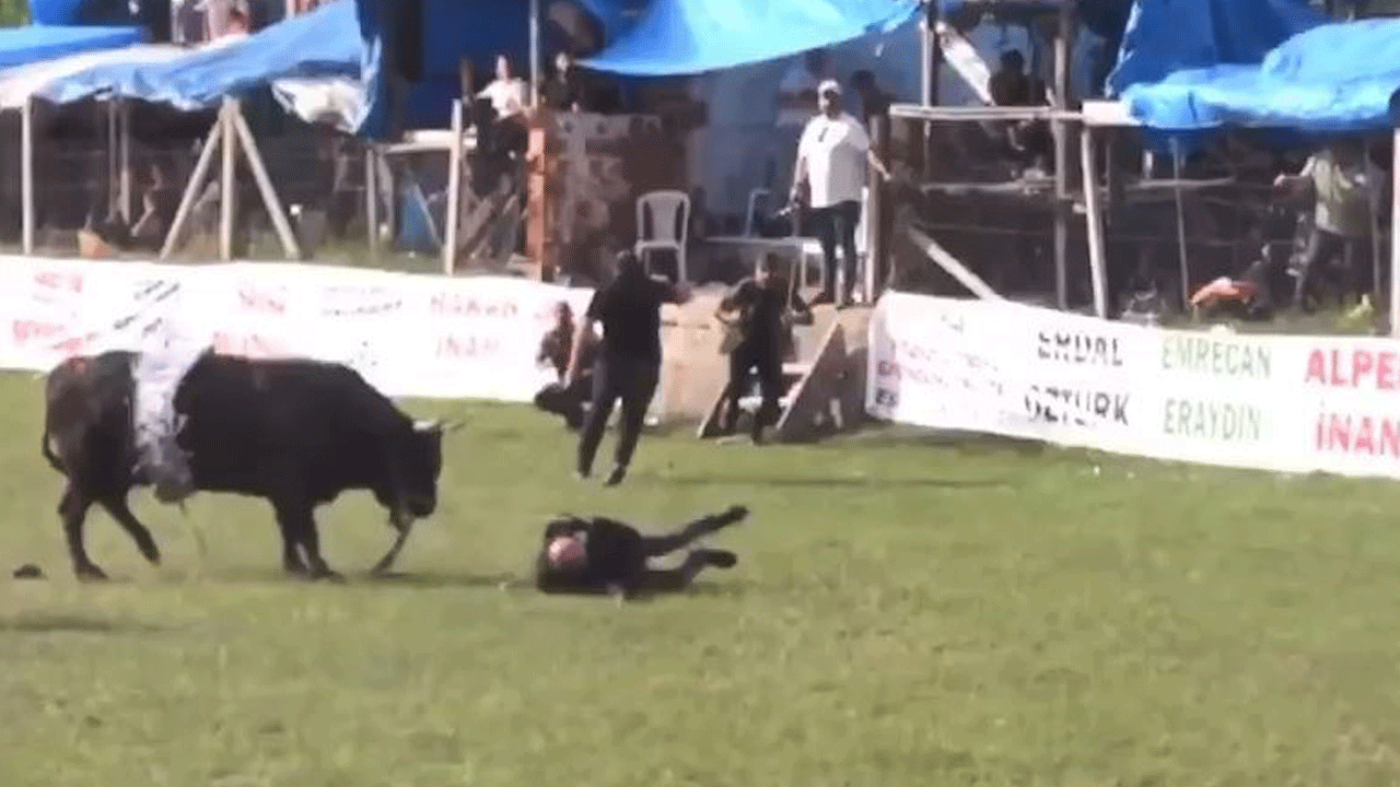 Arena karıştı! Şampiyon boğa horon oynayan sahibine saldırdı