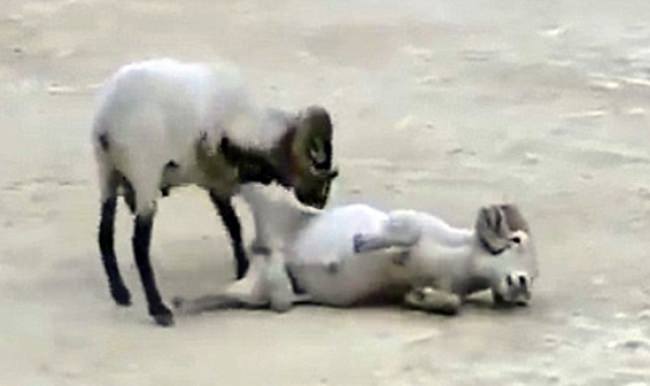 Dünyayı ayağa kaldıran görüntü...VİDEO