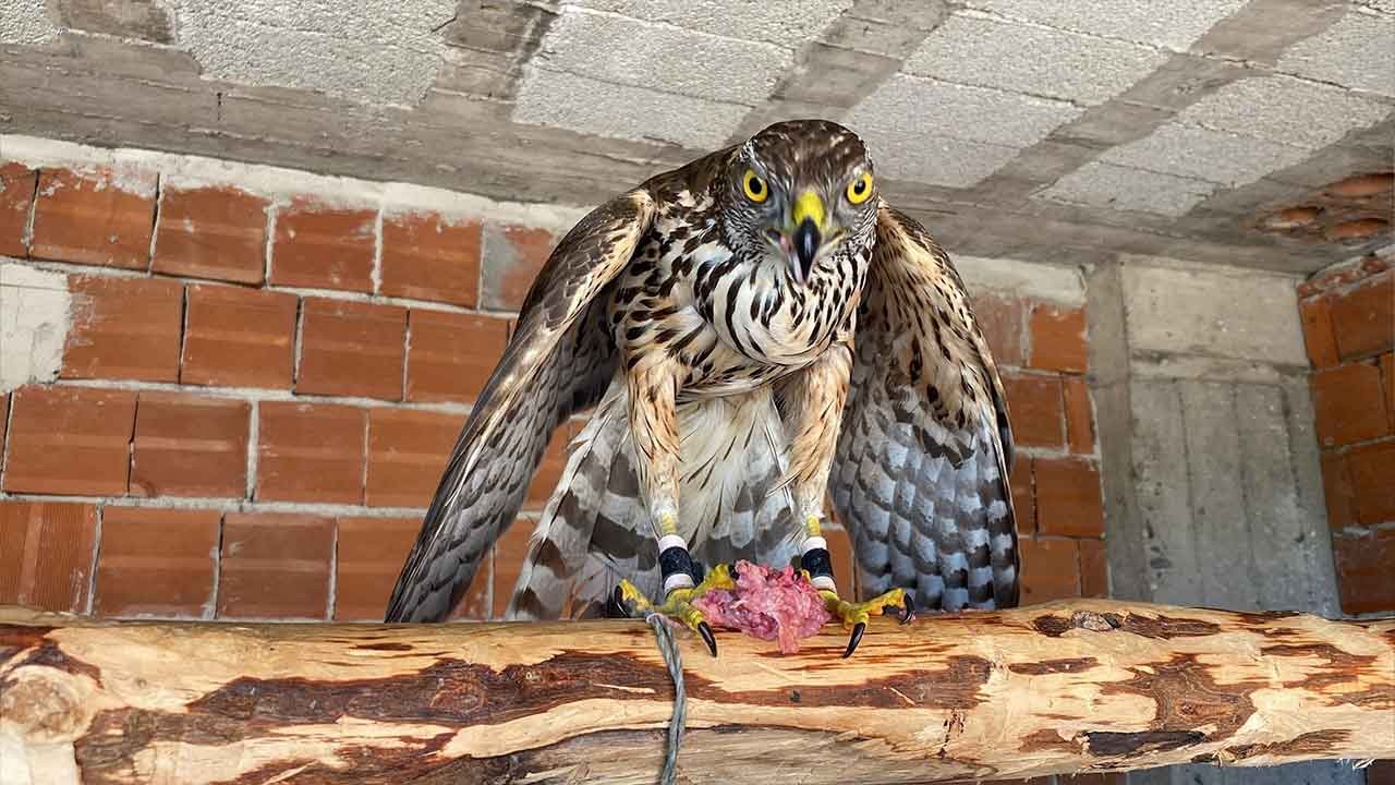 Arhavi'de tarihi gün! Atmacacılık geleneği artık kanunla korunuyor