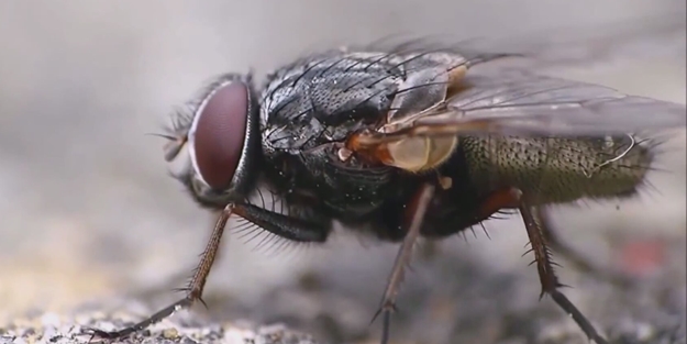 Arı, böcek ve sivrisineklerden korunmak için yapılması gerekenler