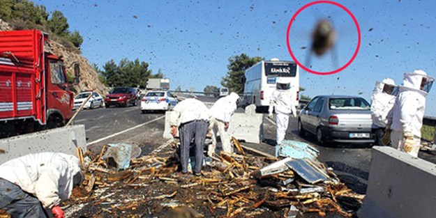 5 milyon arı her yeri sardı!