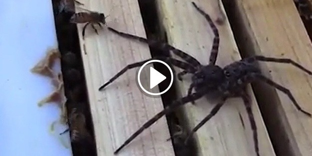 Arı kovanına saldıran örümceğin sonu
